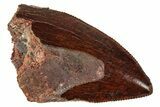 Serrated, Carcharodontosaurus Tooth - Real Dinosaur Tooth #329889-1